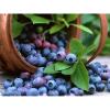 Bilberry Extract 25%