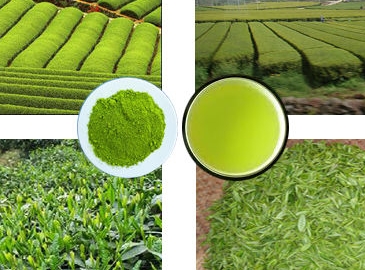 Green Tea Ectract 35%~85% Catechin 15%~70% EGCG